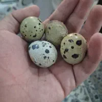 تخم بلدرچین پرورشی نیست کاملا رسمی
