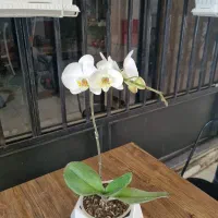 حراج ارکیده و گلهای آپارتمانی به قیمت عمده