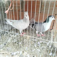کبوتر