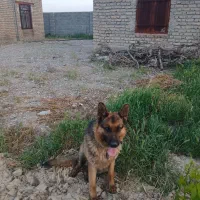 سگ ژرمن نر جهت کشش