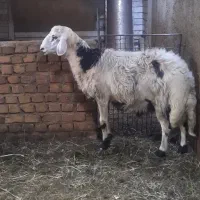 بره