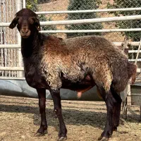 بره چاق