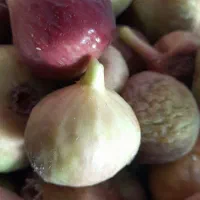 سیب سبز انجیر وگلابی در ملکشاهی