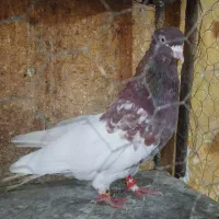 کبوتر کله سرخ خوشگل
