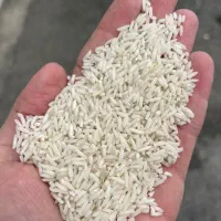 برنج شیرودی
