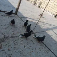 دم سفید