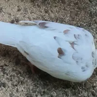 کبوتر|پرنده|رانکوه, |دیوار