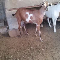 بز صومال و دو رگ
