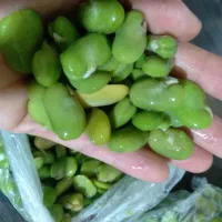 باقلا پوست کنده تازه و تمیز