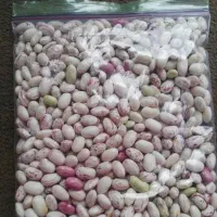 لوبیا چیتی تازه