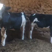 ۲راس گوساله ماده هلشتاین اصل