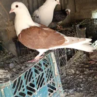 کفتر