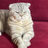 واگذاری گربه اسکاتیش