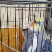 عروس هلندی نر