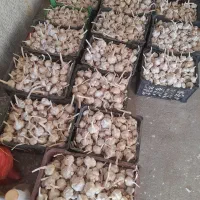 سیر تند و درجه یک