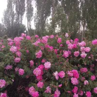 گلاب دو آتیشه  نسترن  عرق نعنا