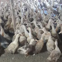 کارگر برای پرورش اردک