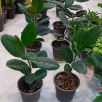 فیکوس آلمانی سطل چهار