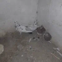 کبوتر پرشی