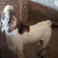 نر بز|حیوانات مزرعه|زاوه, |دیوار
