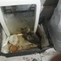 جوجه  اردک  سه ماهه