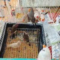 فنچ کینگ