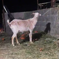 بز سانن