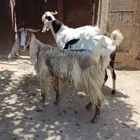 فروش بز پاکستانی جوان