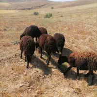 بره ماده