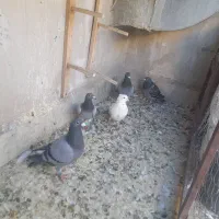 گرفتنی