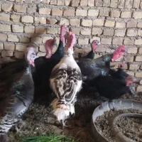 بوغلمون