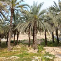 فروش خرمای صادراتی جم