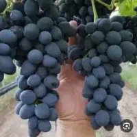 انگور شانی بدون هسته ترکمن۴