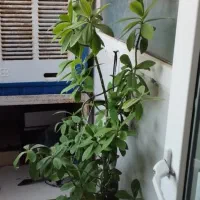 گل و گلدان