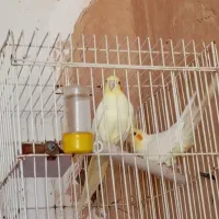 عروس‌هلندی
