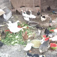 یه بونه مرغ قاز اوردک