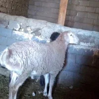 بره قوچ چینی