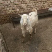 بزغاله نر
