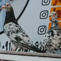 هفت رنگ و دو تا ماده میولمنز