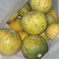 گرگه سیروان