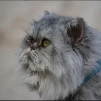 گربه پرشین نر