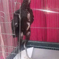 جوجه لاری