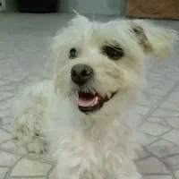سگ گمشده