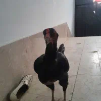 مرغ لاری بالغ تخم گذار