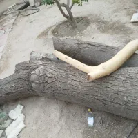 تنه درخت گردو