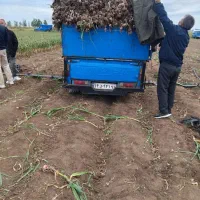 فروش سیر دشت مغان ۷۰درصد ساقه خشک