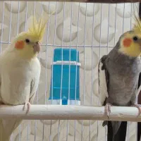 یک جفت عروس هلندی ۹ ماهه