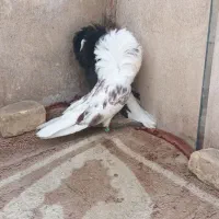 شامپیون طوقی