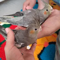 فروش جوجه عروسی هلندی
