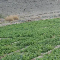 زمین منزلاب زاهدان